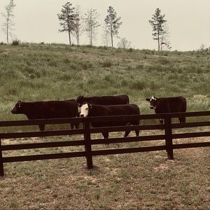 Meet your Posher, Kenley